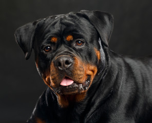 Rottweiler Dog  Isolated  on Black Background in studio