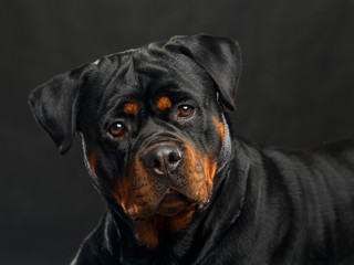 Rottweiler Dog  Isolated  on Black Background in studio