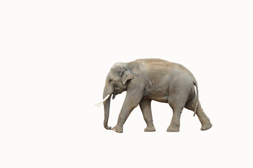 Elefant isoliert laufend