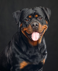 Rottweiler Dog  Isolated  on Black Background in studio
