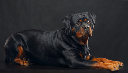 Fototapeta premium Rottweiler Dog Isolated on Black Background in studio