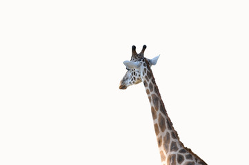 Naklejka premium freigestellte Giraffe bzw Giraffenhals