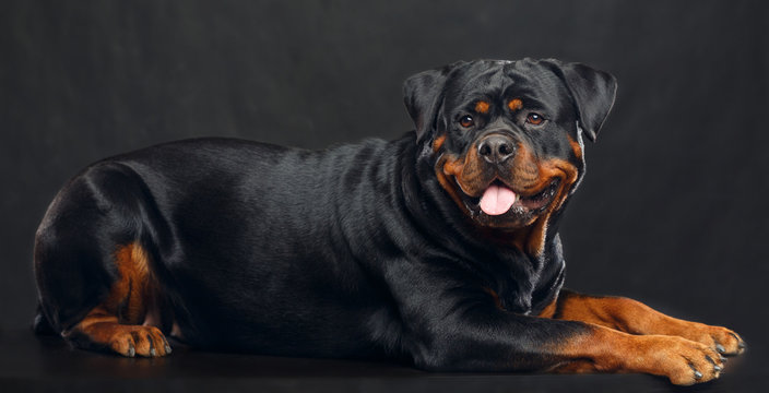 Rottweiler Dog  Isolated  on Black Background in studio