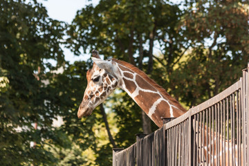 giraffe at the zoo