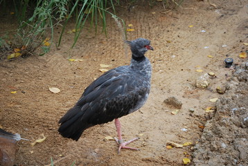 Large Grey Bird