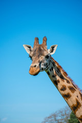 portrait of giraffe