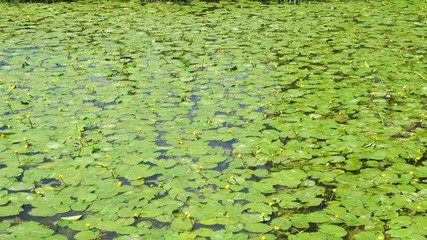 Yellow water lilies in the pond. 