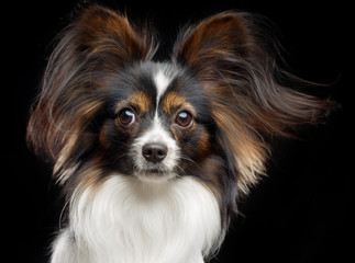 Continental toy spaniel, papillon Dog  Isolated  on Black Background in studio