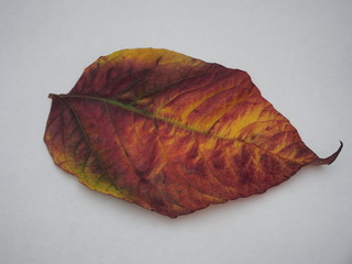 Fallen colorful autumn leaf on white background. Yellow, green, brown.