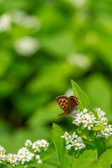 Fototapeta na wymiar そばの花と蝶