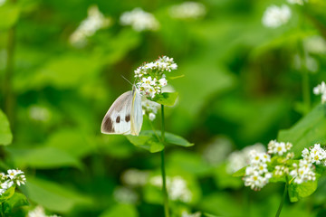 そばの花と蝶