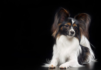 Continental toy spaniel, papillon Dog  Isolated  on Black Background in studio