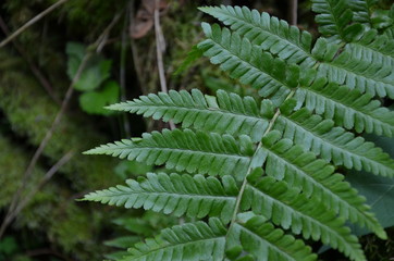 green fern leaves