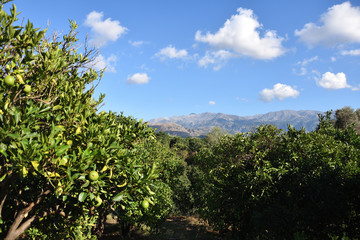 Fototapeta na wymiar trees and blue sky in mountain landscape, Crete, Greece