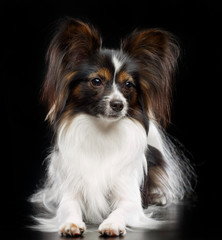 Continental toy spaniel, papillon Dog  Isolated  on Black Background in studio