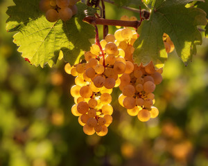 Golden Grapes on the vines, ready for harvest