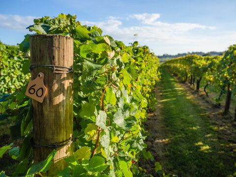 Beautiful View Of The Vineyards On A Wine Tour Of The Mornington Peninsula, Australia