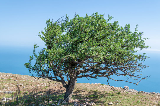 old pear tree on the mountain Ilyas-Kaya