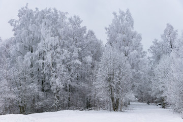 Frost covered trees in freezing wintertime