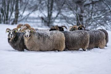 Group of sheep standing close together in winter