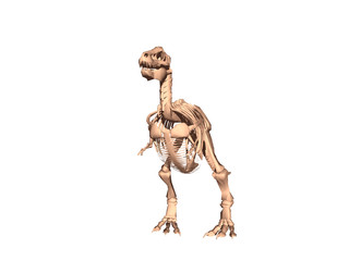 Skelett eines Dinosauriers