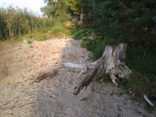 roots of a tree on sand