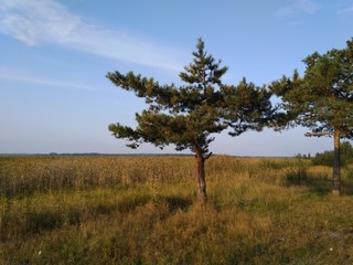 small pine-tree in the field