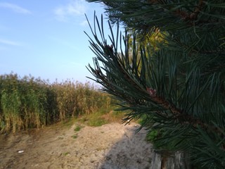 Pine-Tree Needles