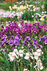Iris de plusieurs couleurs