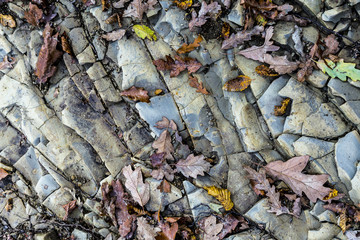 rock and leaves texture