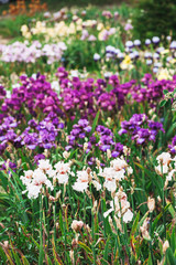Obraz na płótnie Canvas Iris de différentes couleurs dans un jardin