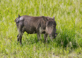 warthog on grass