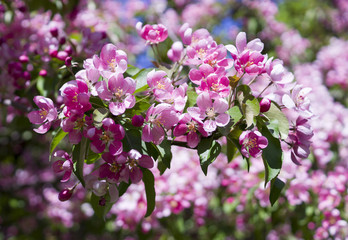 Fototapeta premium blooming cherry tree with pink flowers in spring. background, nature.