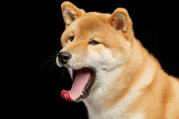 Shiba inu Dog  Isolated  on Black Background in studio