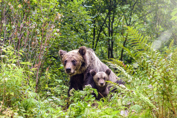 Bear sow and cub in Fagaras Mountains