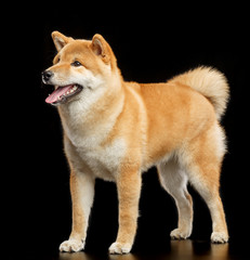 Shiba inu Dog  Isolated  on Black Background in studio