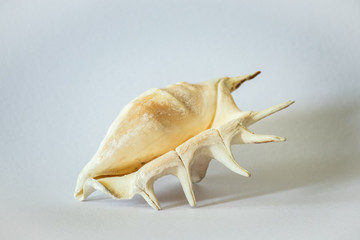 Isolated shell