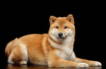 Shiba inu Dog  Isolated  on Black Background in studio
