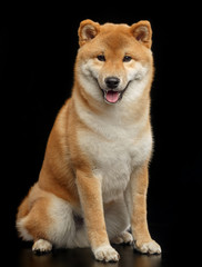 Shiba inu Dog  Isolated  on Black Background in studio