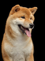 Shiba inu Dog  Isolated  on Black Background in studio