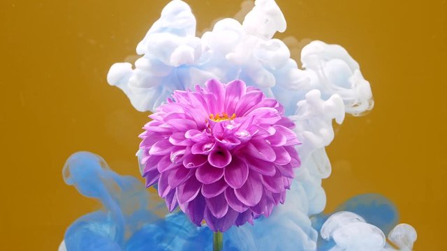 Amazing spreading of paint on a beautiful flower