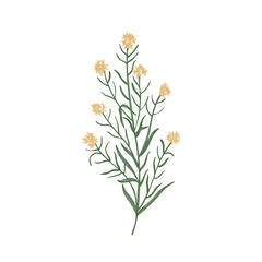 Wallflower isolated on white background. Realistic botanical drawing of beautiful tender flower, flowering herb or herbaceous perennial plant. Elegant hand drawn vector illustration in antique style.