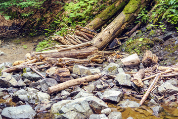 Fototapeta premium Green forest of Fagaras Mountains