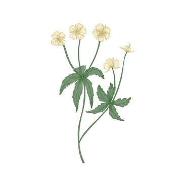 Tender tormentil or septfoil flowers isolated on white background. Elegant drawing of flowering herb or wildflower. Floral decorative design element. Realistic hand drawn vector illustration.