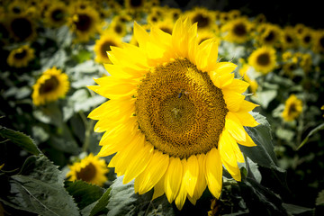Obraz premium Girasol con abeja 