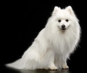 Japanese Spitz dog on Isolated Black Background in studio