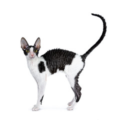 Amazing black bicolor Cornish Rex cat kitten girl standing side ways with tail fierce in air, looking curious straight at camera isolated on a white background