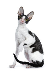 Amazing black bicolor Cornish Rex cat kitten girl sitting side ways with tail beside body and one...