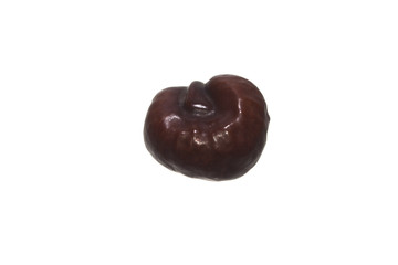 chestnut isolated on white background