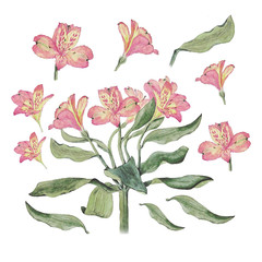 Botanical watercolor illustration of alstroemeria flowers isolated on white background. Could be used as decoration for web design, cosmetics design, package, textile